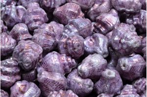 Murex Shell Beads 15 x 12 mm Alabaster Nebula (per 3)